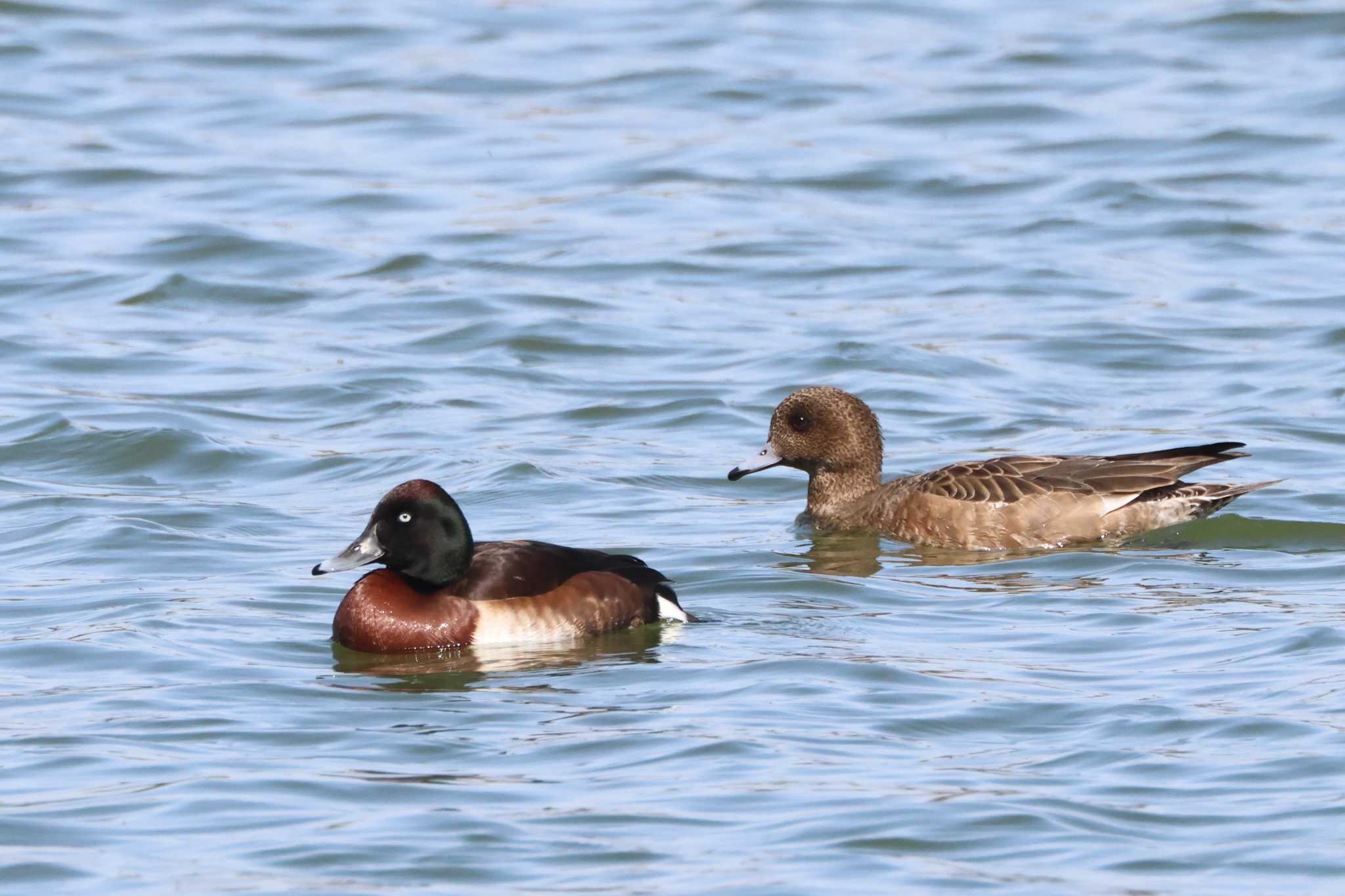 Baer's Pochard