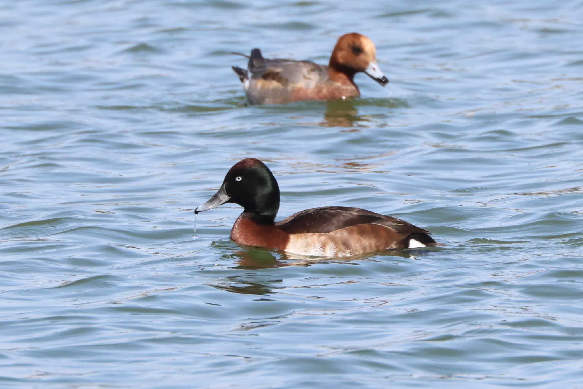 Baer's Pochard