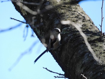 Long-tailed Tit Higashitakane Forest park Sun, 3/3/2024