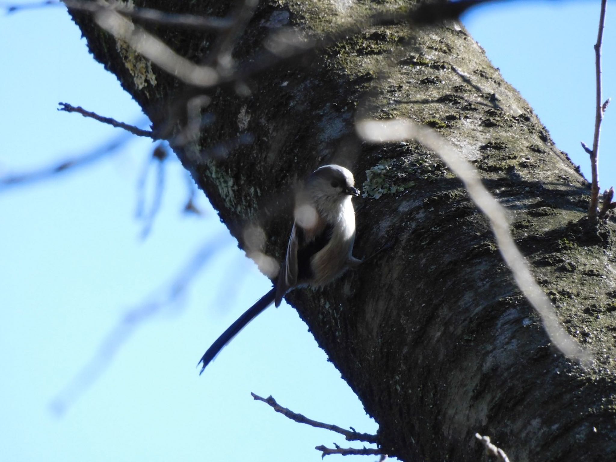 Photo of Long-tailed Tit at Higashitakane Forest park by 杜鵑