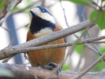 Varied Tit Higashitakane Forest park Sun, 3/3/2024