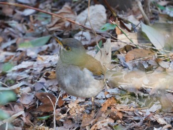 Pale Thrush Higashitakane Forest park Sun, 3/3/2024