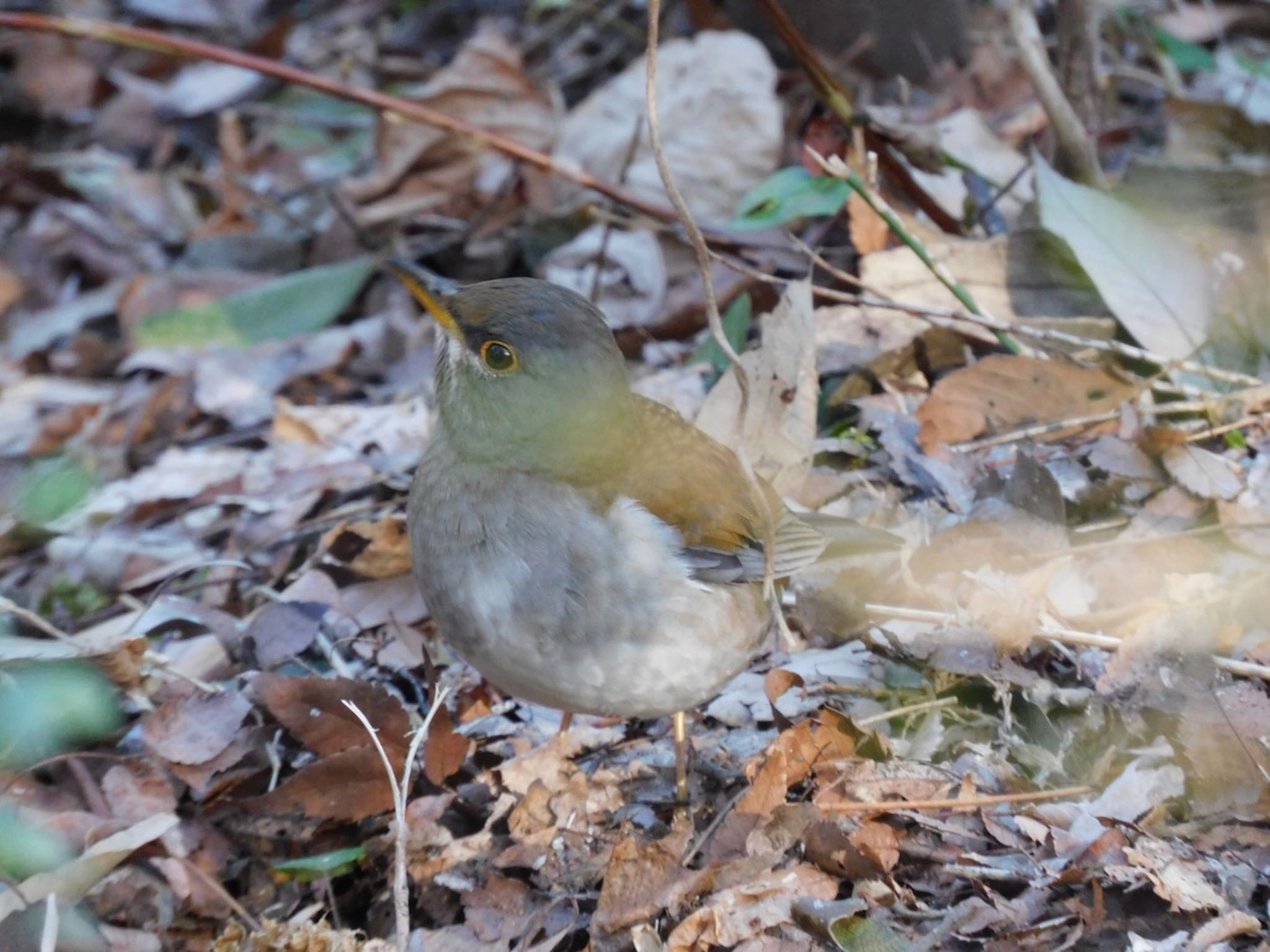 Photo of Pale Thrush at Higashitakane Forest park by 杜鵑