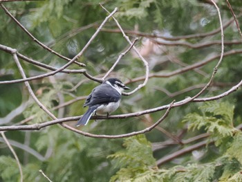 リュウキュウサンショウクイ こども自然公園 (大池公園/横浜市) 2024年3月2日(土)