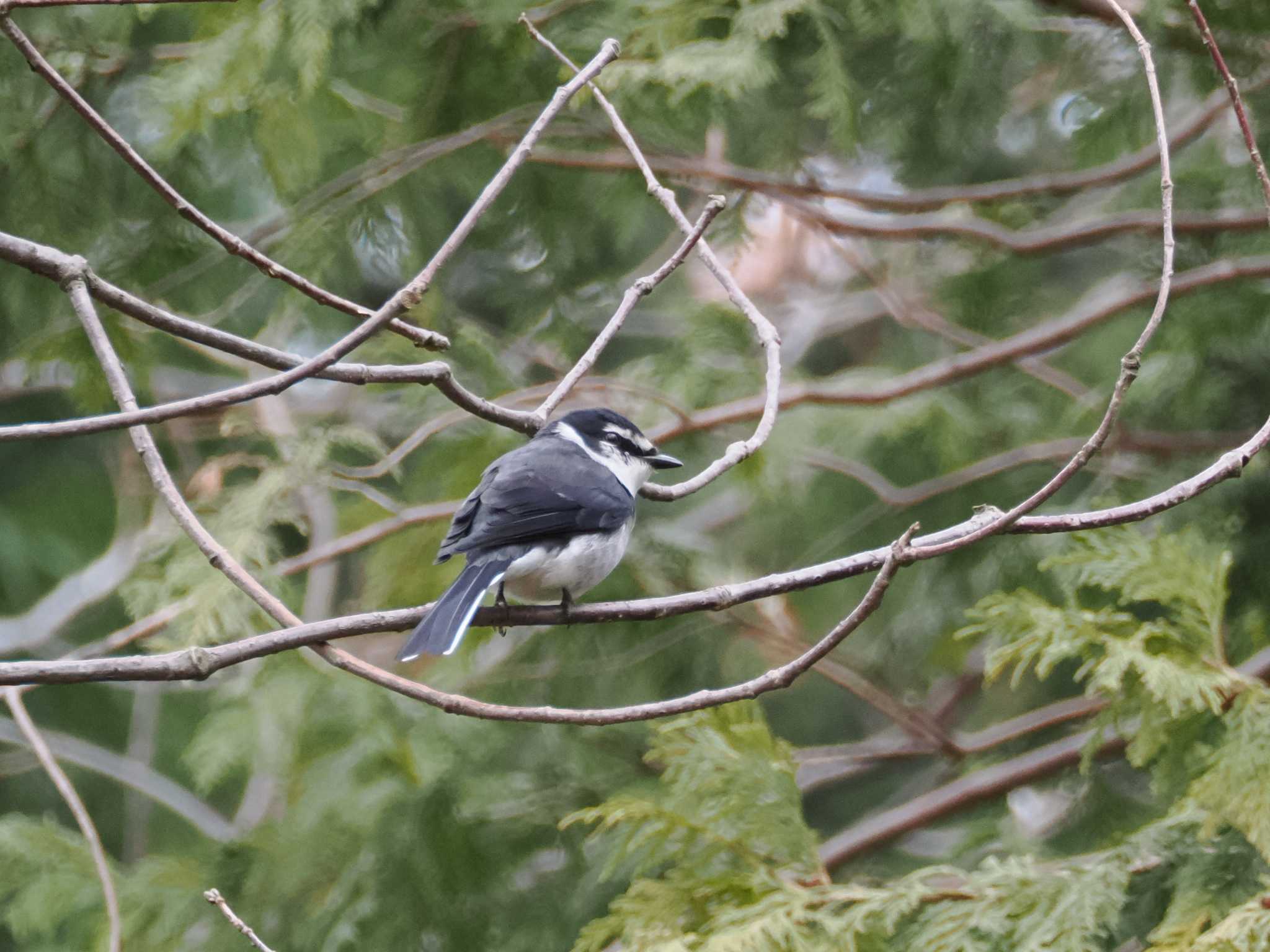 こども自然公園 (大池公園/横浜市) リュウキュウサンショウクイの写真 by こむぎこねこ