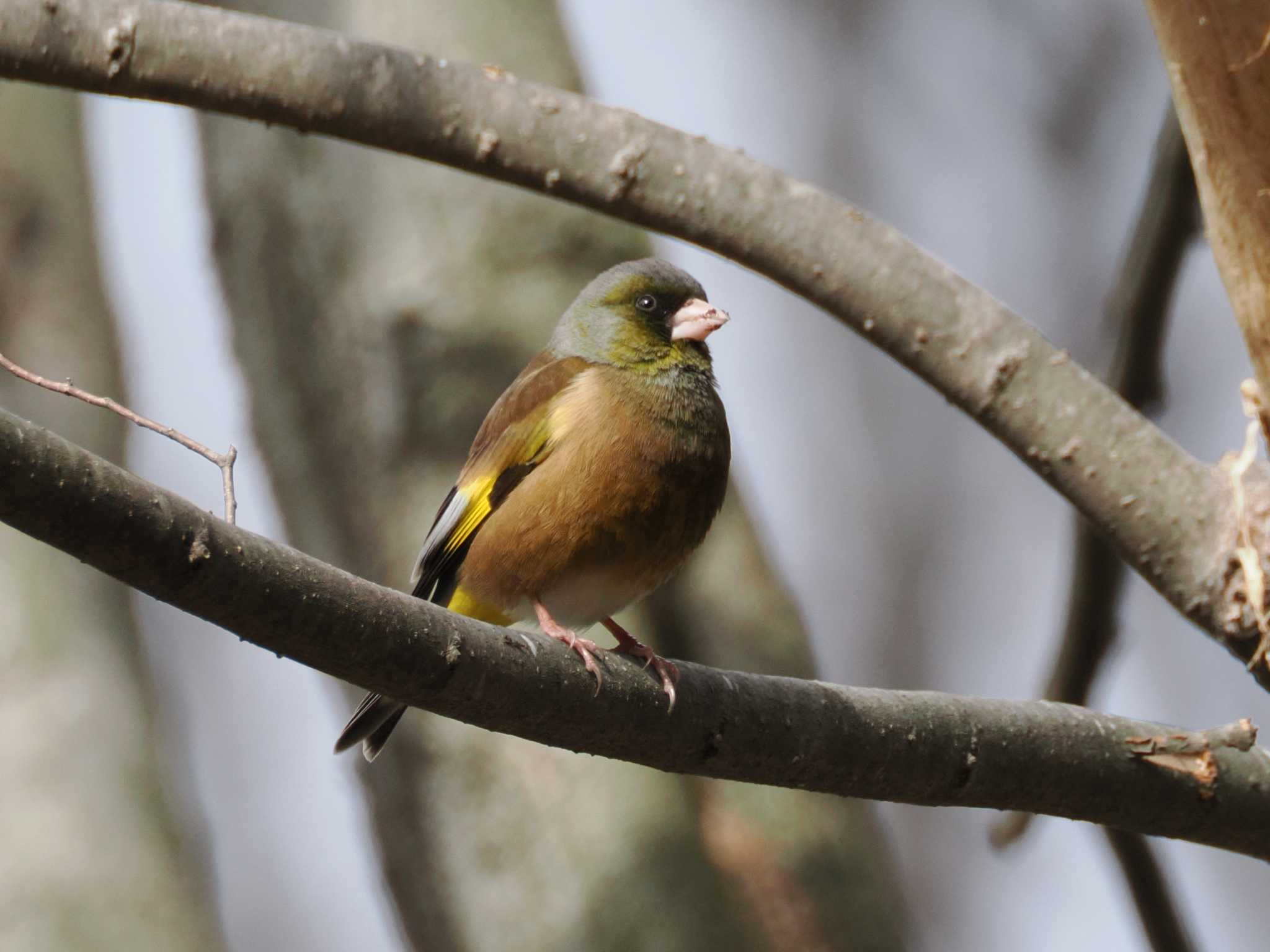 Grey-capped Greenfinch