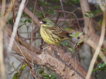 アオジ こども自然公園 (大池公園/横浜市) 2024年3月2日(土)