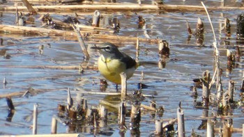 Sun, 3/3/2024 Birding report at Shakujii Park