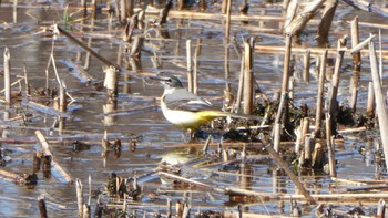 Grey Wagtail Shakujii Park Sun, 3/3/2024