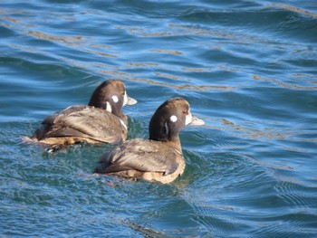 Harlequin Duck Unknown Spots Sun, 12/24/2023