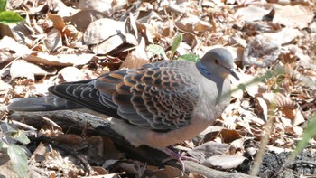 Oriental Turtle Dove Shakujii Park Sun, 3/3/2024