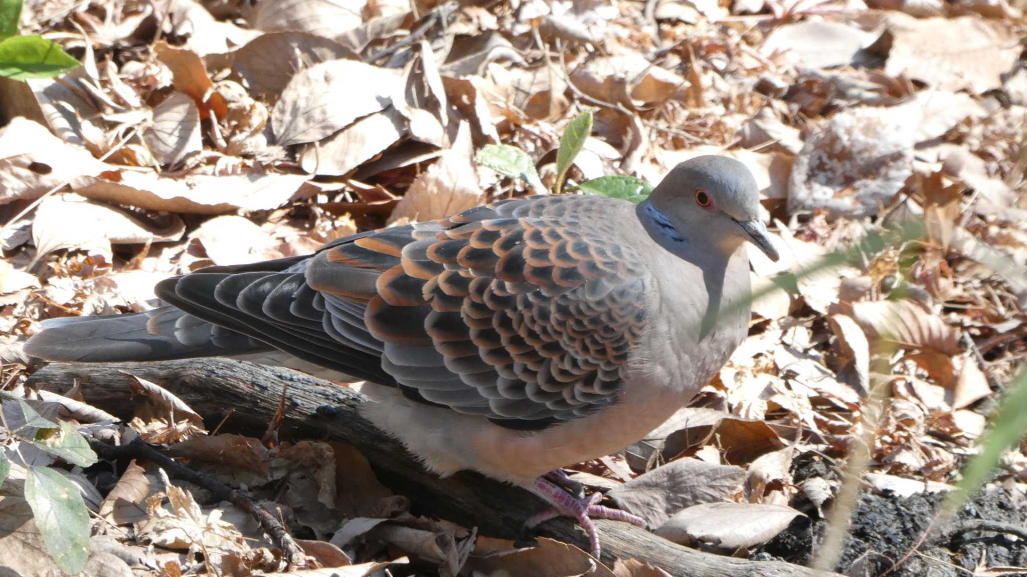 Photo of Oriental Turtle Dove at Shakujii Park by こんぶ