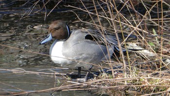 Northern Pintail Shakujii Park Sun, 3/3/2024