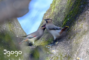 Bohemian Waxwing 大室公園 Sat, 2/24/2024