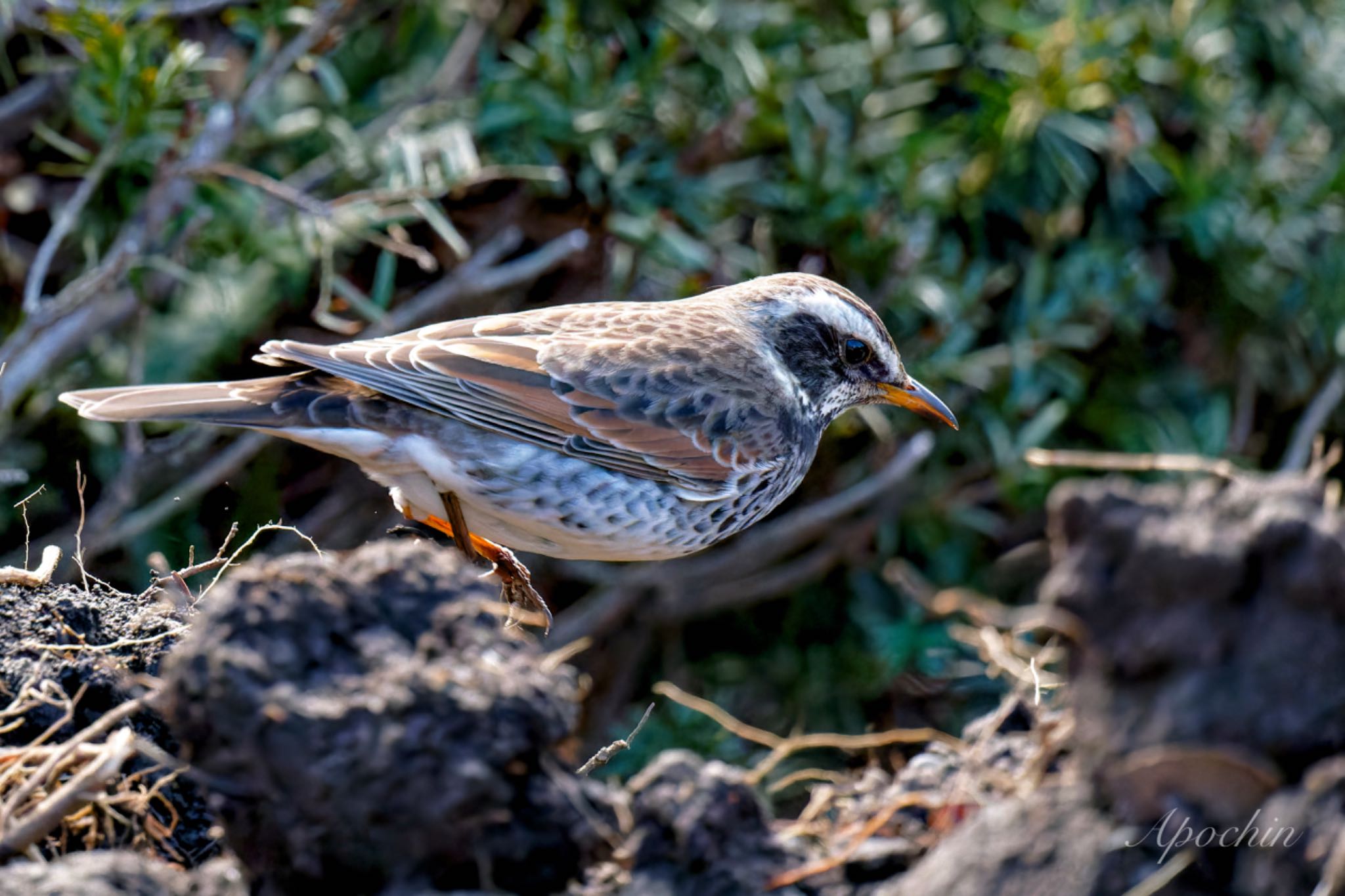 Dusky Thrush