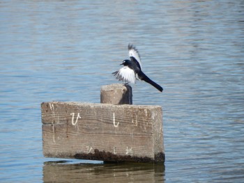 2024年3月3日(日) 水元公園の野鳥観察記録