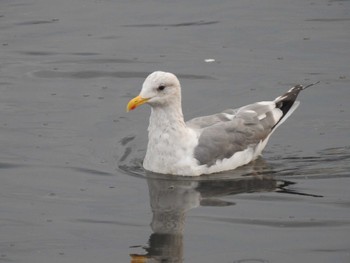 Vega Gull 隅田川 Sat, 11/5/2022