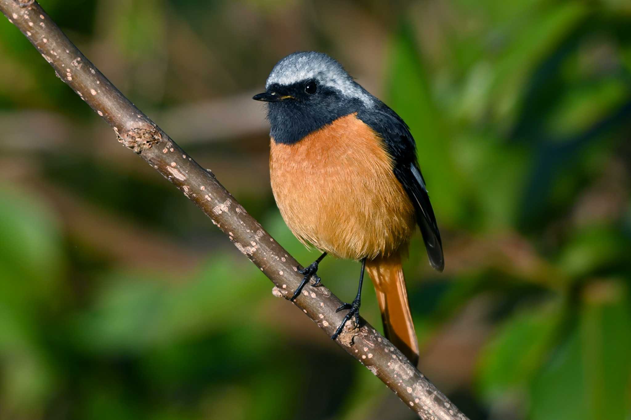 Photo of Daurian Redstart at 加木屋緑地 by ポッちゃんのパパ