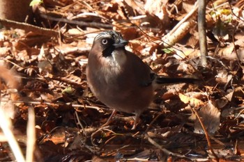 Eurasian Jay 日本ラインうぬまの森 Sun, 3/3/2024