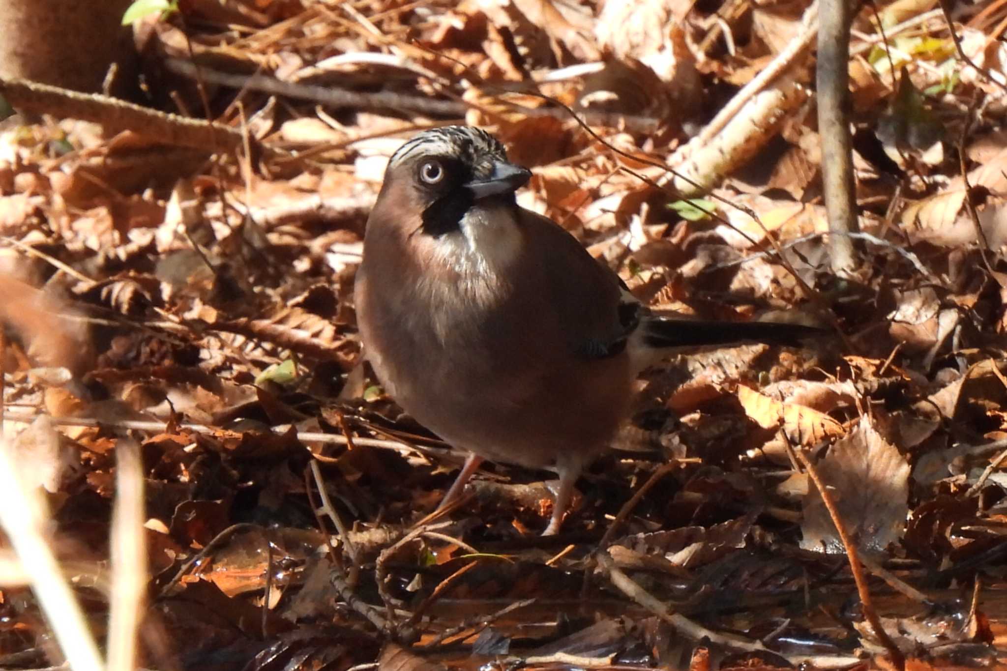 Photo of Eurasian Jay at 日本ラインうぬまの森 by 寅次郎