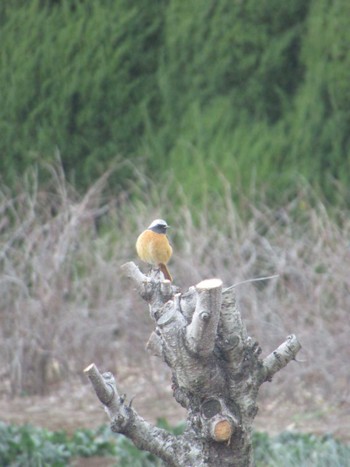 Sat, 3/2/2024 Birding report at 神奈川県横浜市