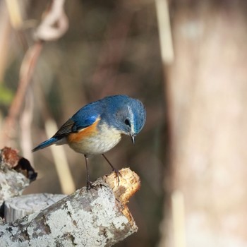 ルリビタキ 明石公園 2024年3月2日(土)