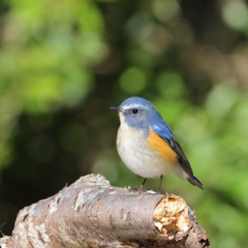 Red-flanked Bluetail Akashi Park Sat, 3/2/2024