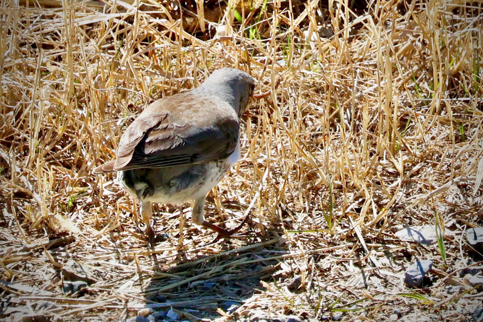 Fieldfare