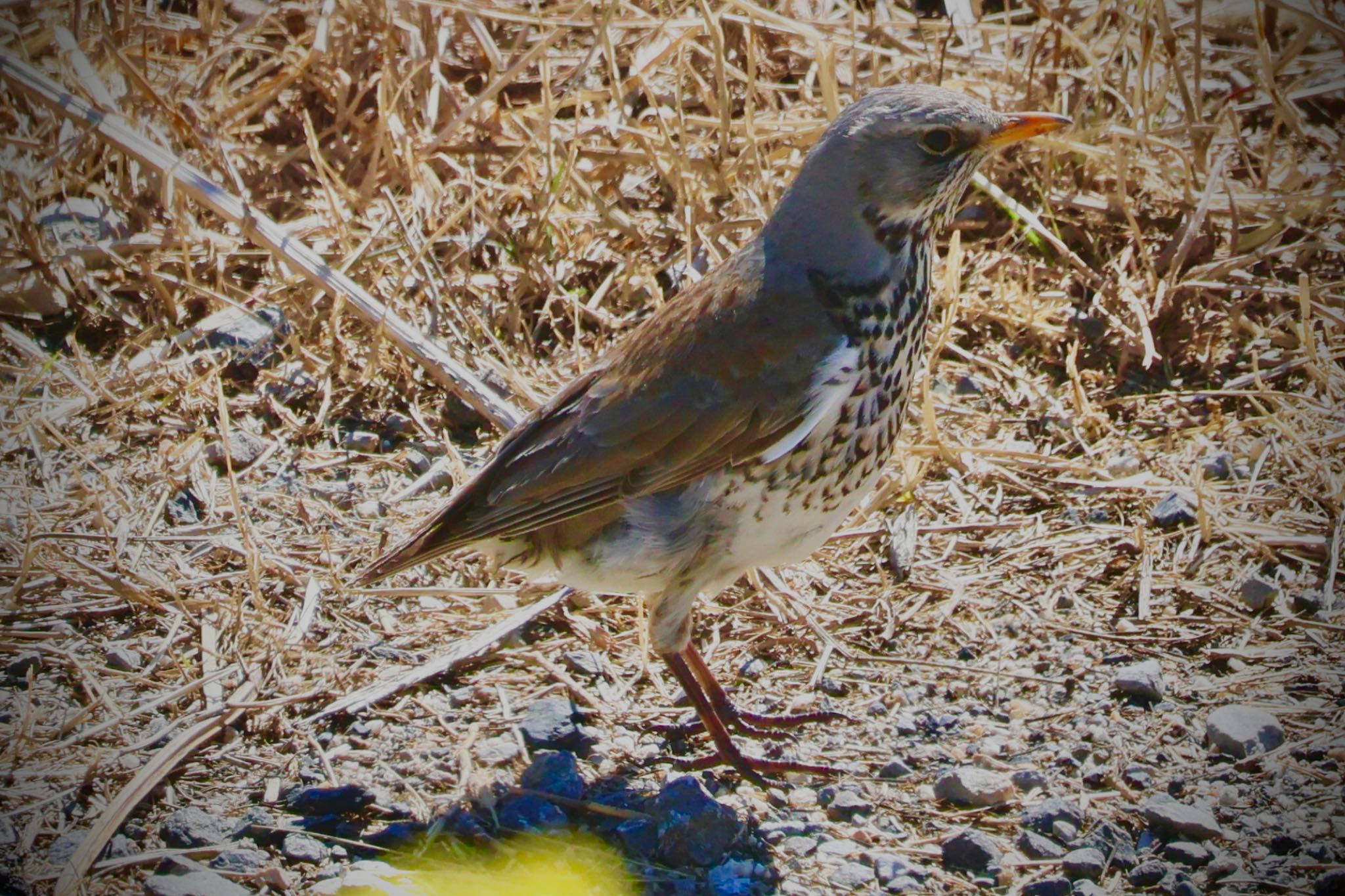 Fieldfare