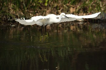 Little Egret 源兵衛川 Sat, 3/2/2024