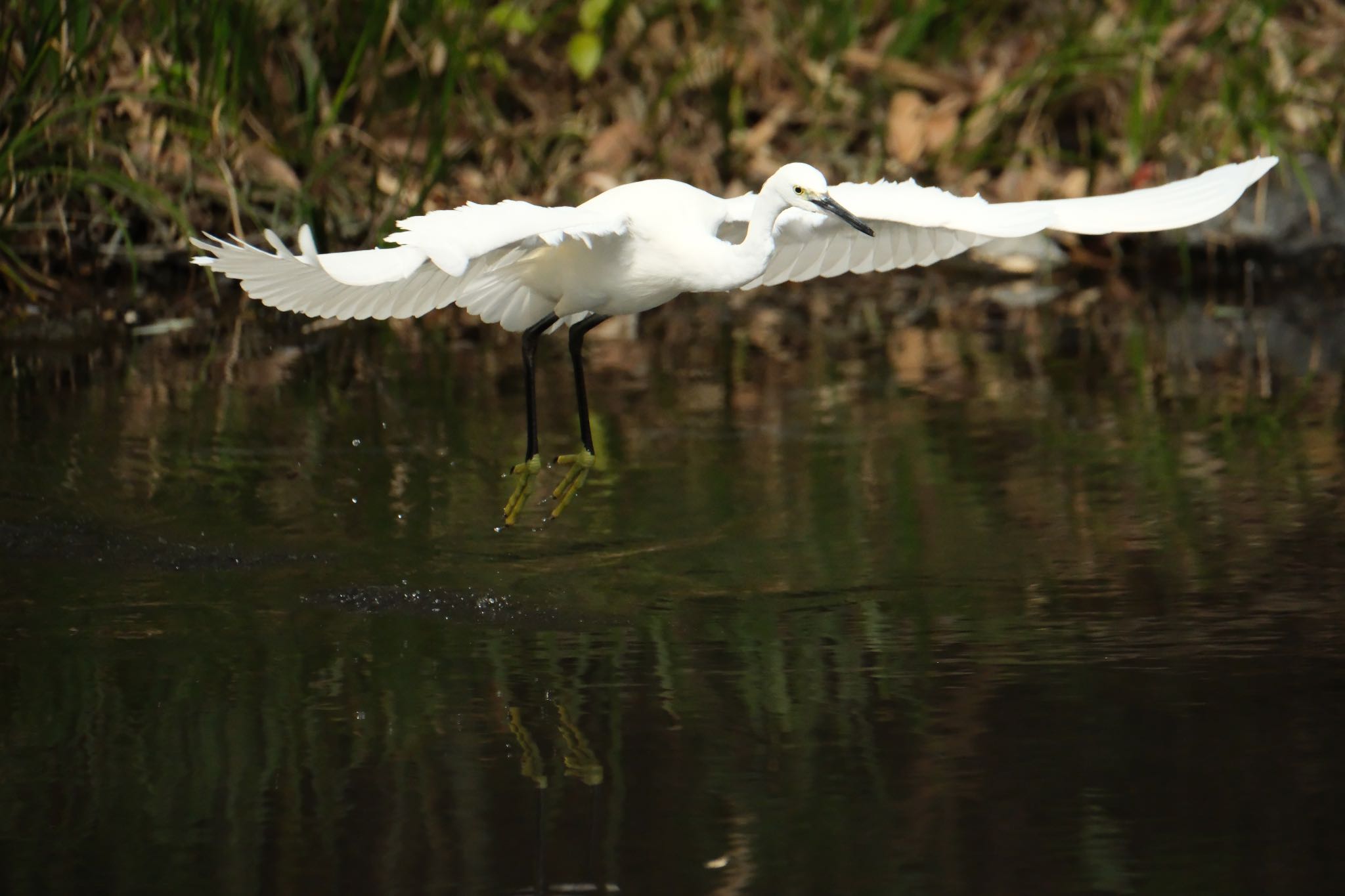 Photo of Little Egret at 源兵衛川 by ポン介