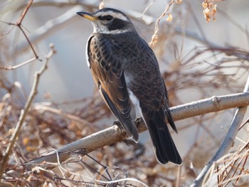 Dusky Thrush Unknown Spots Thu, 1/18/2024