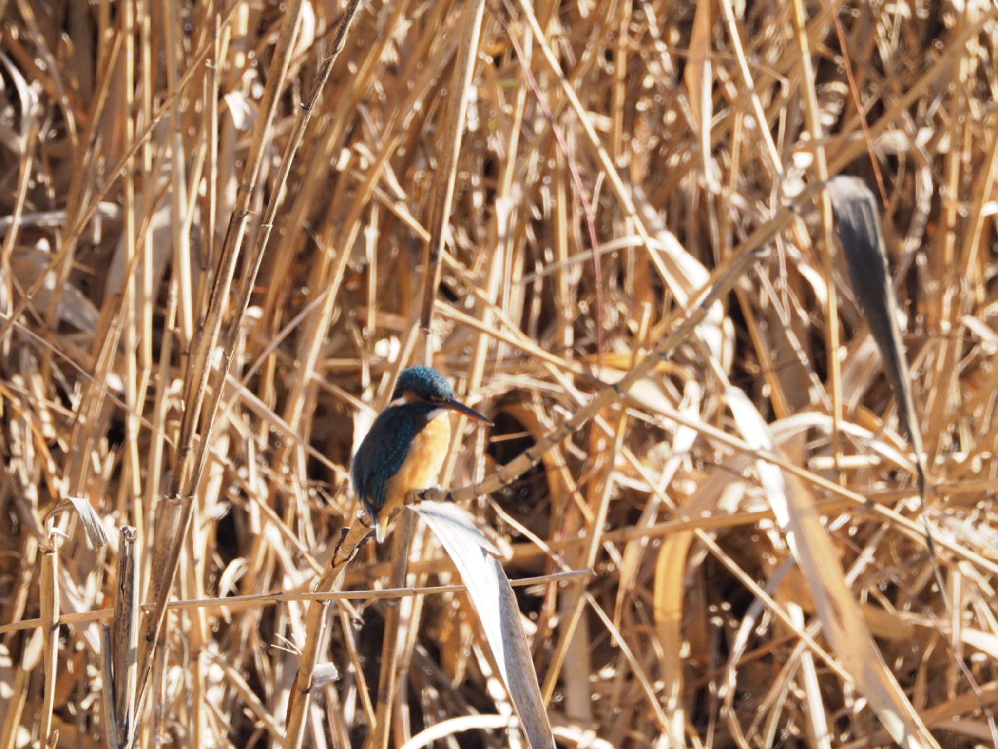 Photo of Common Kingfisher at 多々良沼 by ヒトリスキ“h1toriski”