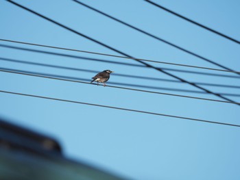 White-cheeked Starling Unknown Spots Thu, 1/4/2024