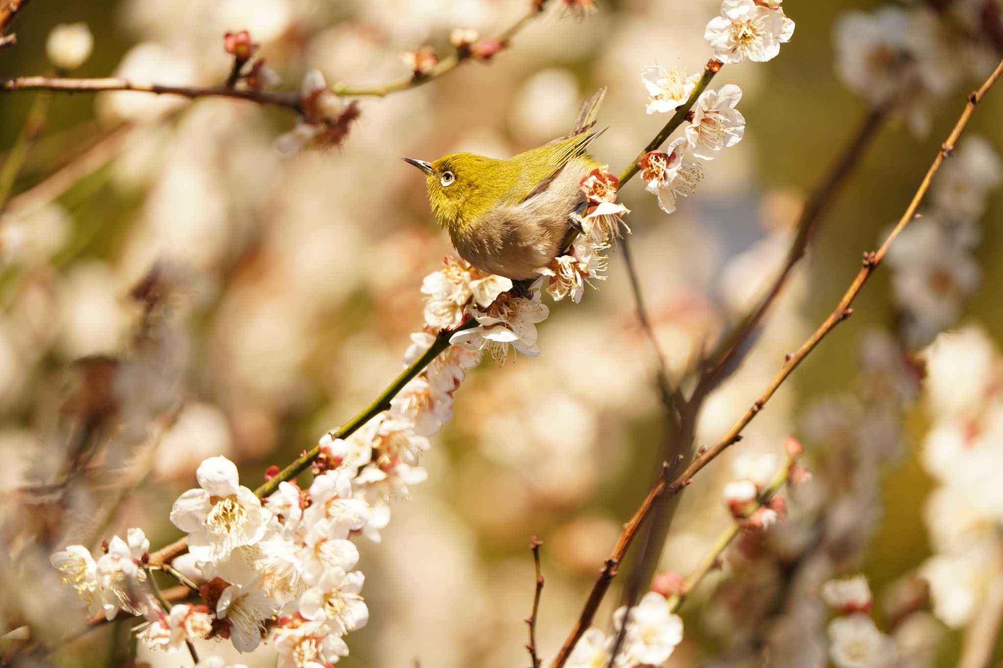 Photo of Warbling White-eye at  by ace