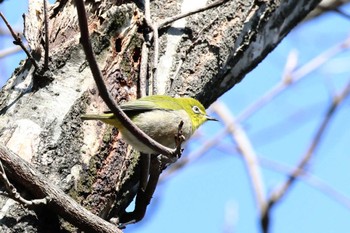 Warbling White-eye Arima Fuji Park Sun, 3/3/2024