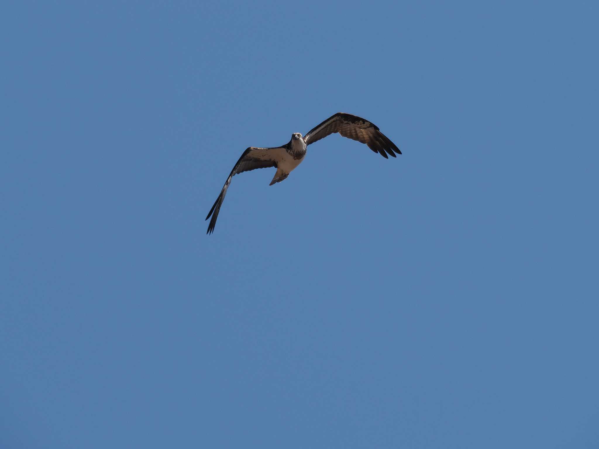 Photo of Osprey at 妙岐ノ鼻 by アカウント11554