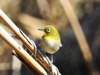 メジロ 秋ヶ瀬公園付近 2024年3月3日(日)