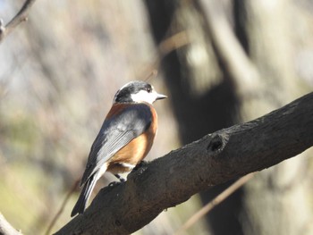 Varied Tit Akigase Park Sun, 1/29/2023