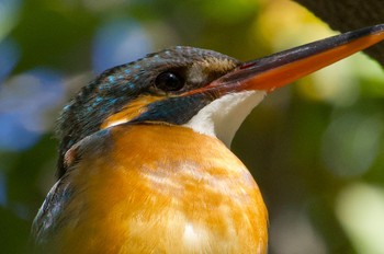 Common Kingfisher 住吉公園 Sun, 3/3/2024