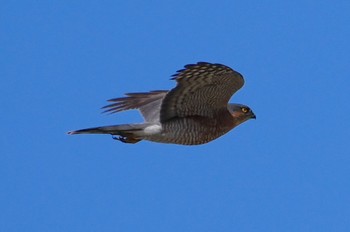 Eurasian Sparrowhawk 万代池 Sun, 3/3/2024