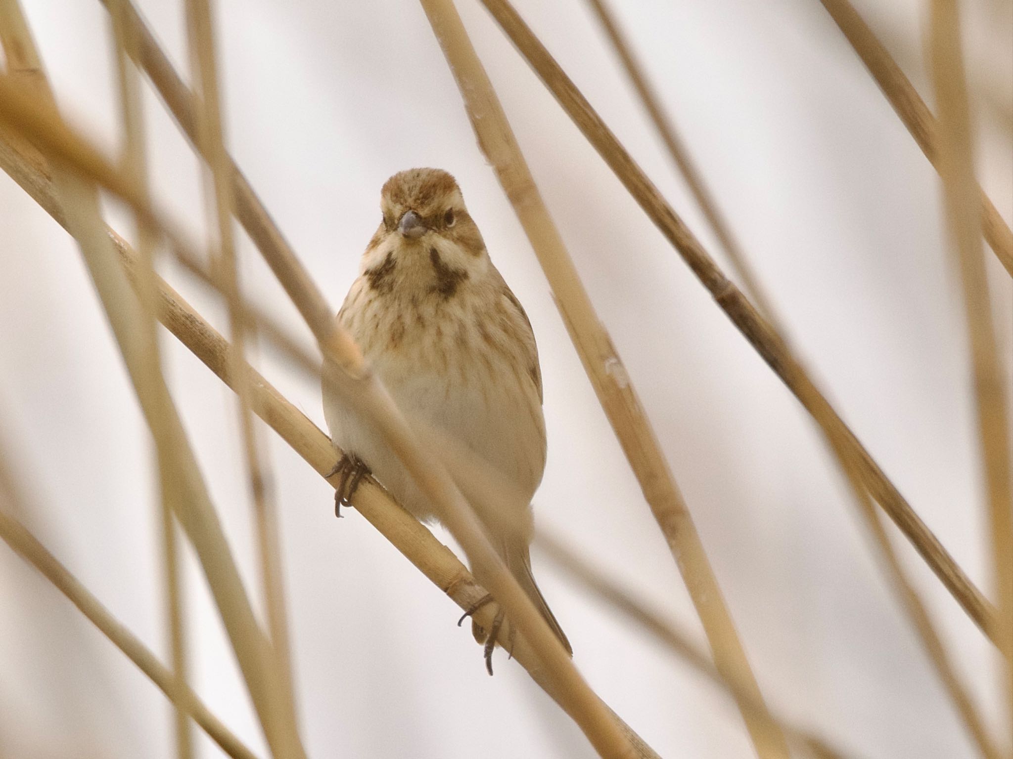 Photo of Common Reed Bunting at 妙岐ノ鼻 by スキーヤー
