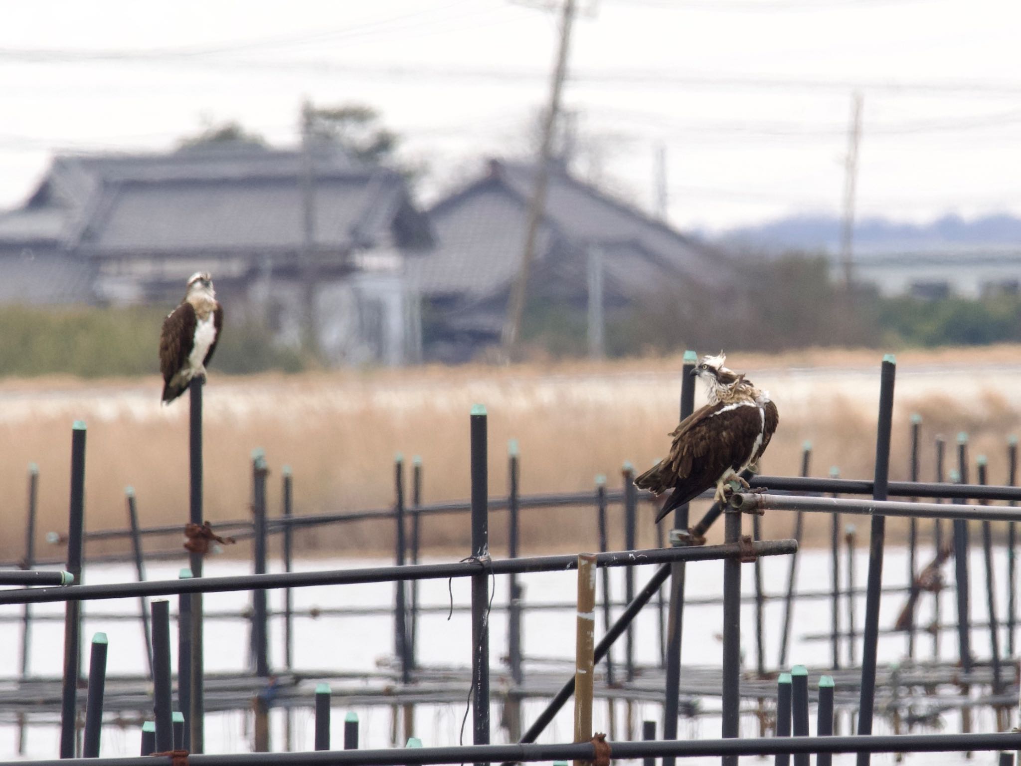 Photo of Osprey at 妙岐ノ鼻 by スキーヤー