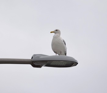 Vega Gull 妙岐ノ鼻 Thu, 2/29/2024