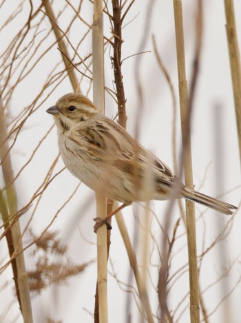 Common Reed Bunting 妙岐ノ鼻 Thu, 2/29/2024