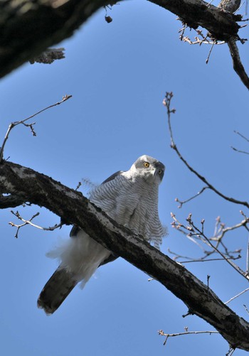 Eurasian Goshawk Yatoyama Park Sun, 3/3/2024