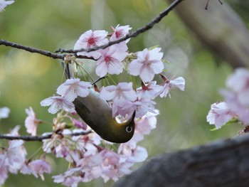 Warbling White-eye Osaka Tsurumi Ryokuchi Sun, 3/3/2024