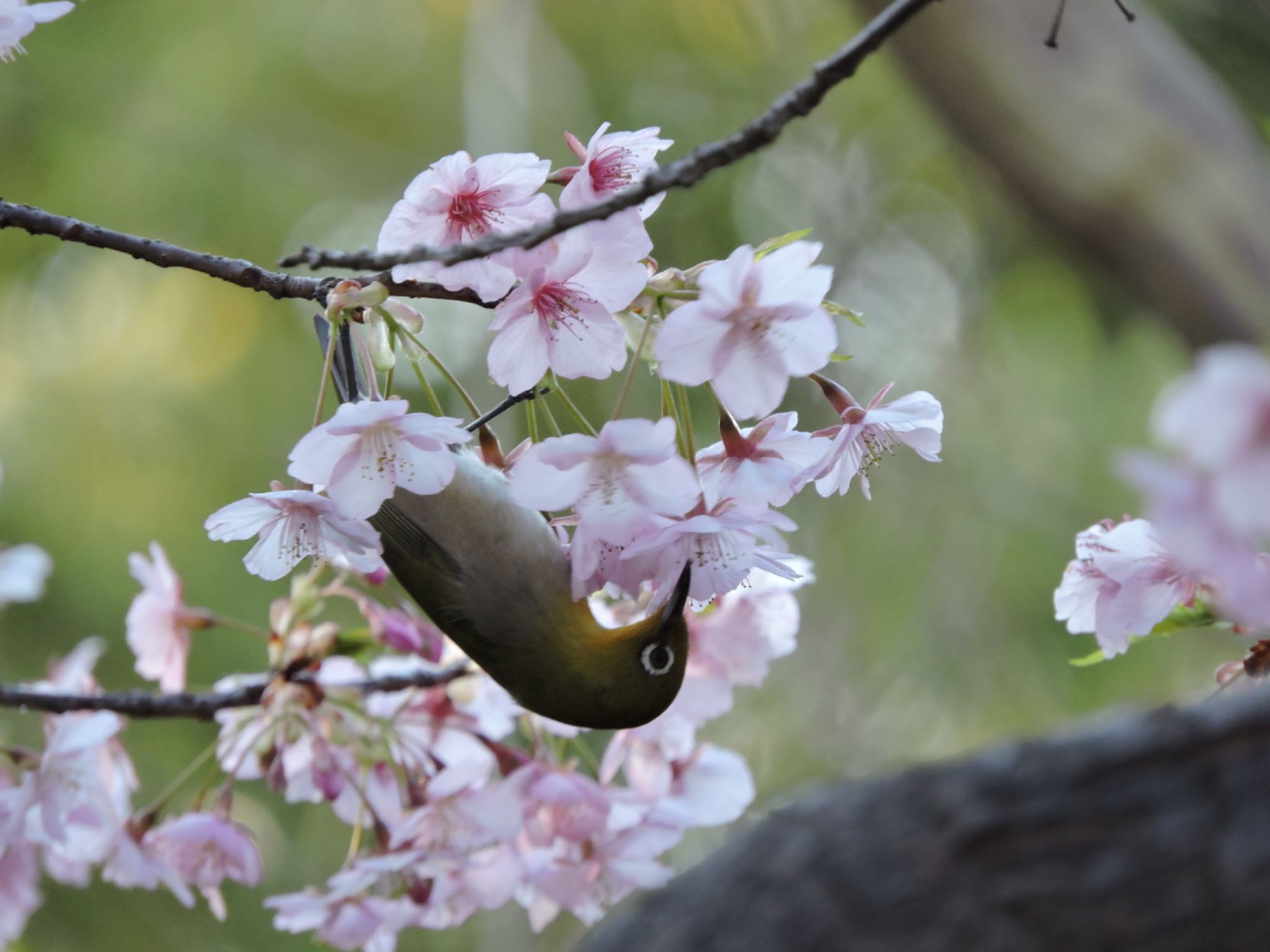 Photo of Warbling White-eye at Osaka Tsurumi Ryokuchi by 鉄腕よっしー