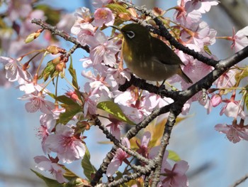 Warbling White-eye Osaka Tsurumi Ryokuchi Sun, 3/3/2024