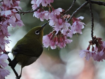 Warbling White-eye Osaka Tsurumi Ryokuchi Sun, 3/3/2024